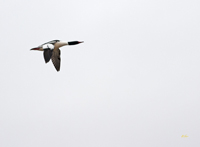Common Merganser 6254